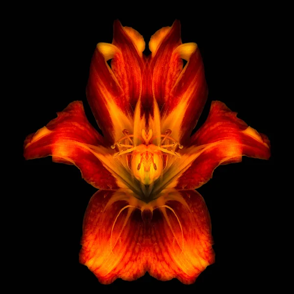 Surrealistic daylily macro of a red glowing symmetrical blossom — Stock Photo, Image