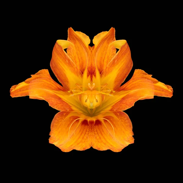 Surrealistic daylily macro of a bright orange symmetrical blossom — Stock Photo, Image