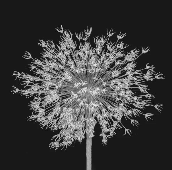 Maco fleur d'allium giganteum monochrome fané séché sur noir — Photo