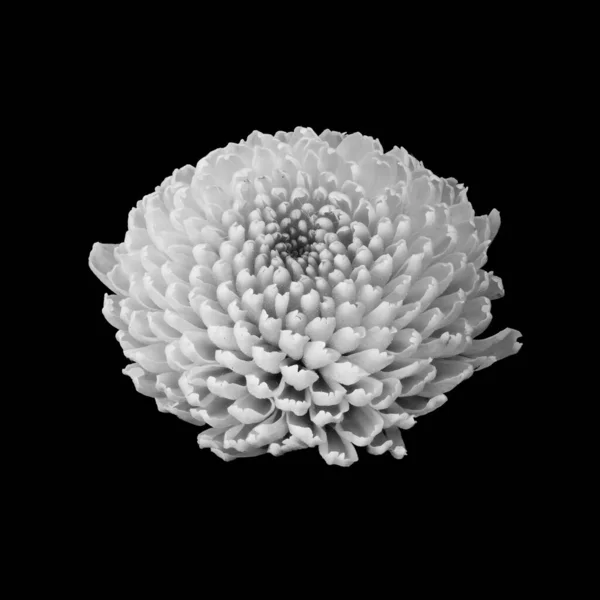 Geïsoleerde monochrome witte glanzende chrysant bloesem macro — Stockfoto