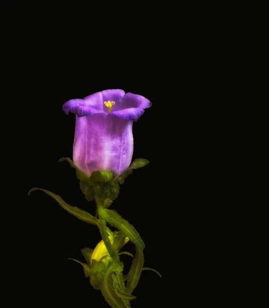 Neonově fialové zářící surrealistický zvonek / květ campanula — Stock fotografie