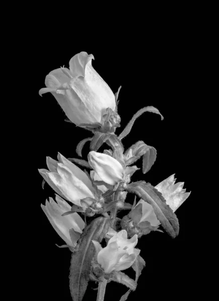 Heldere monochrome macro, bellflower / campanula bloesems, zwarte achtergrond — Stockfoto