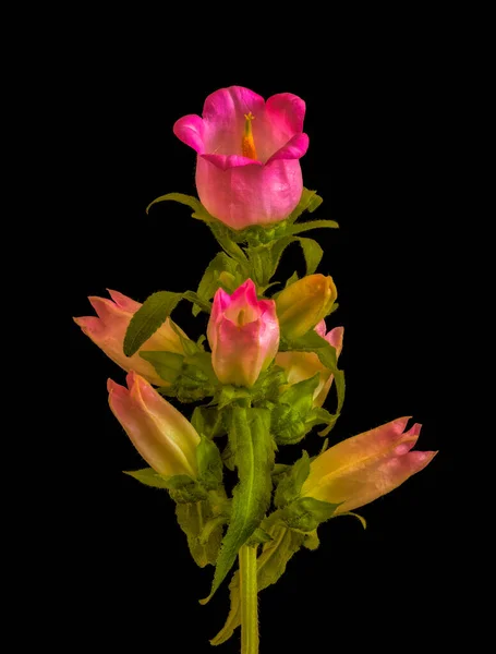 Leuchtend rot-rosa Glockenblume / Glockenblume blühen, mehrere Knospen, grüne Blätter — Stockfoto