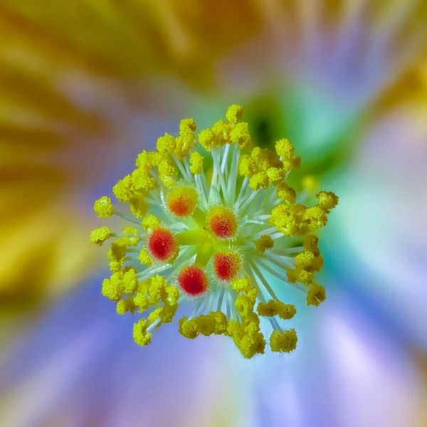 Центральный макрос цветущего цветка гибискуса на размытом фоне — стоковое фото