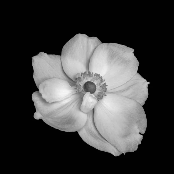 Macro fleur d'anémone d'automne blanche avec texture détaillée sur noir — Photo