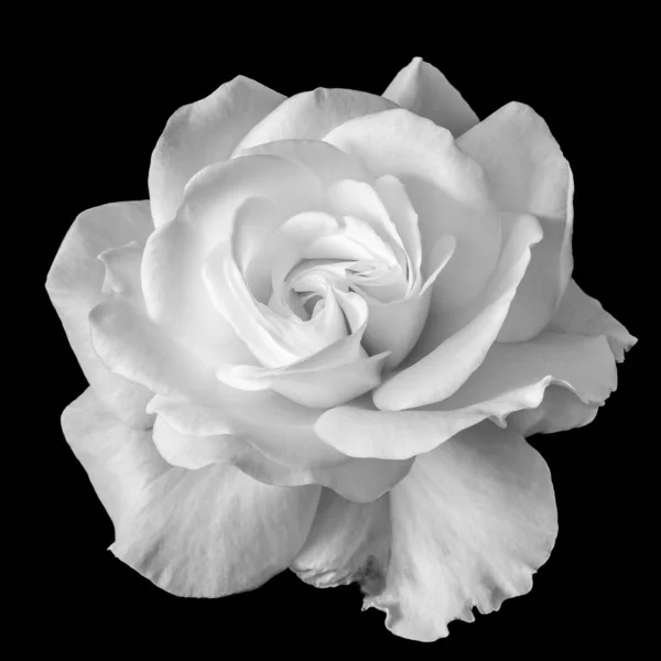 White rose blossom monochrome macro on black background — Stock Photo, Image