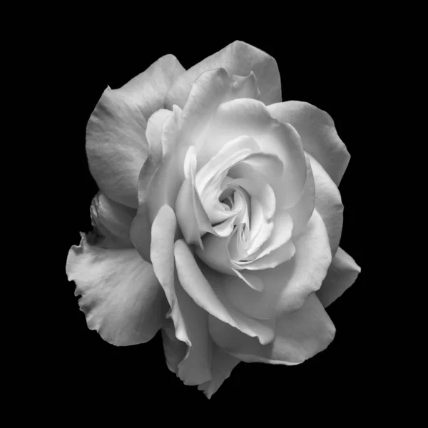 Weiße Rosenblüte monochromes Makro auf schwarzem Hintergrund — Stockfoto