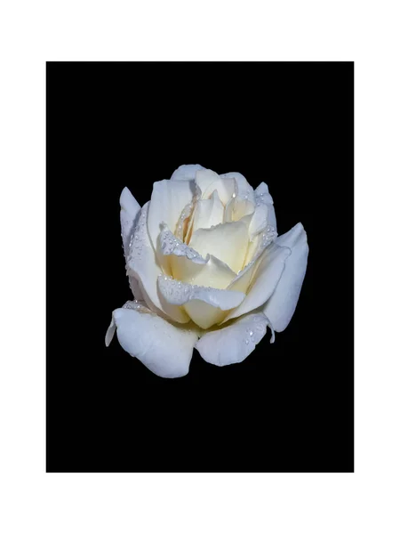Macro rosa blanca amarilla fresca con gotas de lluvia, textura detallada —  Fotos de Stock