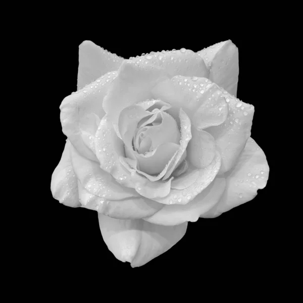 Monochrome fresh white rose macro with rain drops, detailed texture — Stock Photo, Image