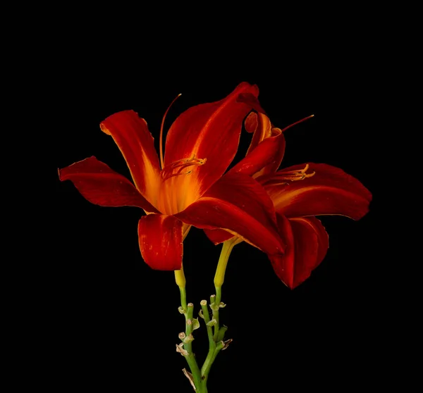 Macro clé Daylily d'une paire de fleurs rouges jaunes, sur fond noir — Photo