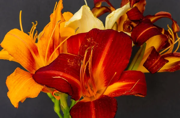 Kırmızı turuncu, sarı, gündüz çiçekli makro, gri kağıt arka plan — Stok fotoğraf