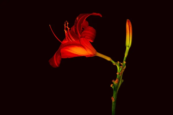 Macro surrealista daylily bajo clave de una flor y brote brillante rojo — Foto de Stock