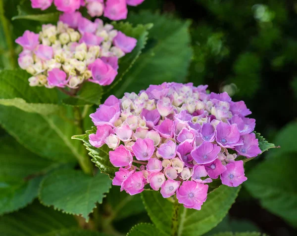 violet pink white young hydrangea  / hortensia blossom on a sunny day