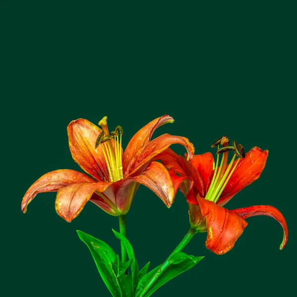 Coppia di vibranti fiori di giglio rosso con gocce di pioggia macro, schiena verde — Foto Stock