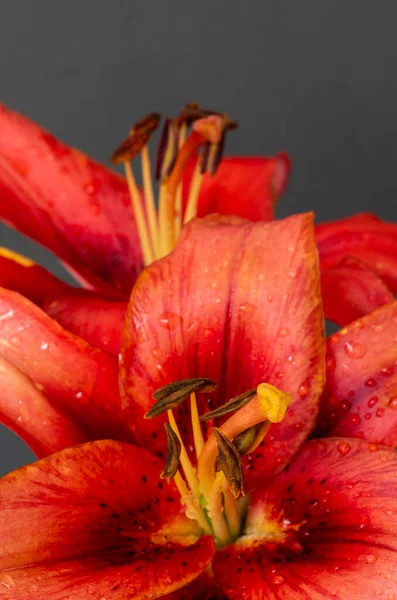 Wide open red lily blossom,rain drops,blurred and gray background — Stock Photo, Image