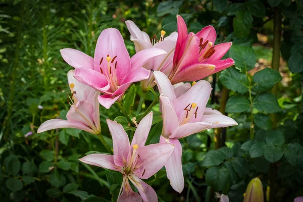 Macro de color floral al aire libre de un ramo de lirio blanco rosa brillante —  Fotos de Stock