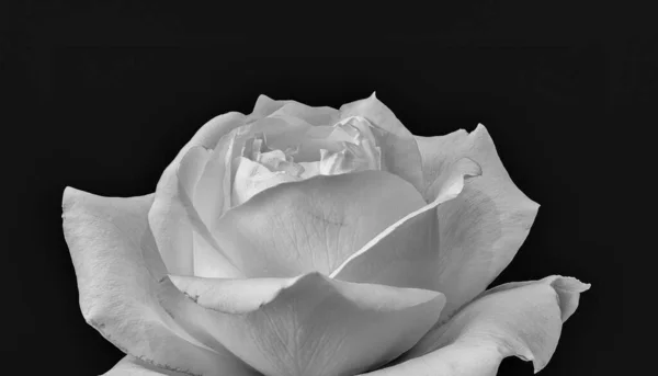 Monochrome witte roos bloesem macro met gedetailleerde textuur op zwart — Stockfoto