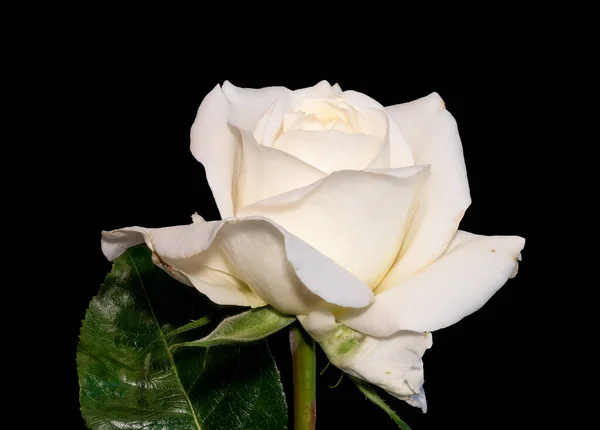 Rosa branca flor e folhas macro, fundo preto — Fotografia de Stock