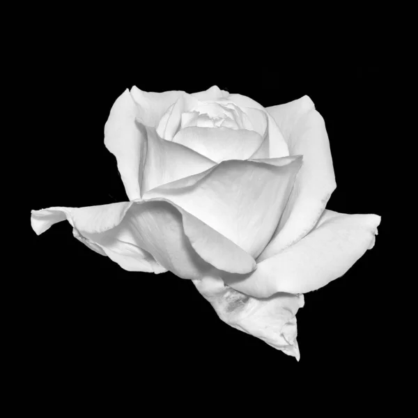 Monochrom weißes Rosenblütenmakro mit detaillierter Textur auf Schwarz — Stockfoto