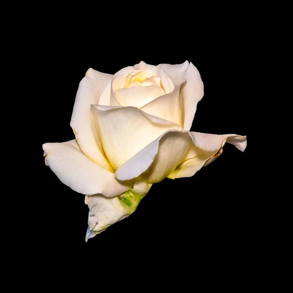 Κίτρινο λευκό τριαντάφυλλο ανθίζει μακροεντολή με λεπτομερή υφή σε μαύρο — Φωτογραφία Αρχείου