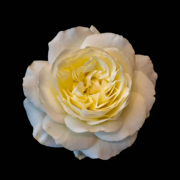Желтый белый макро розы с подробной текстурой на черном — стоковое фото