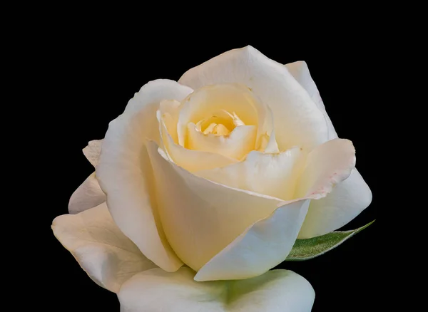 Meleg sárga fehér fiatal rózsa virág makró, fekete háttér — Stock Fotó