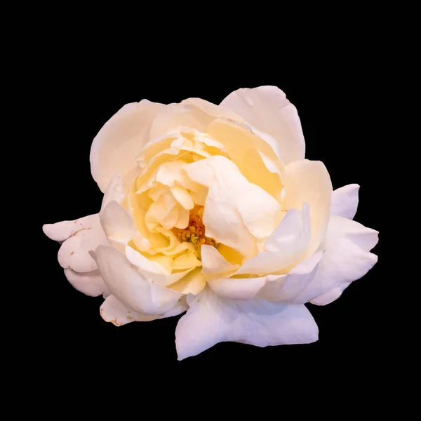 Изолированные в возрасте белых желтых роз цветущий макрос, черный фон — стоковое фото