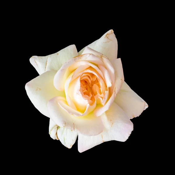 Color envejecido rosa flor vista superior macro, fondo negro, bellas artes — Foto de Stock