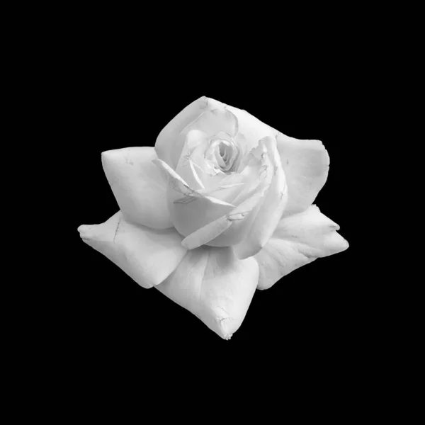 Macro fleur de rose haute clé monochrome, fond noir, art — Photo