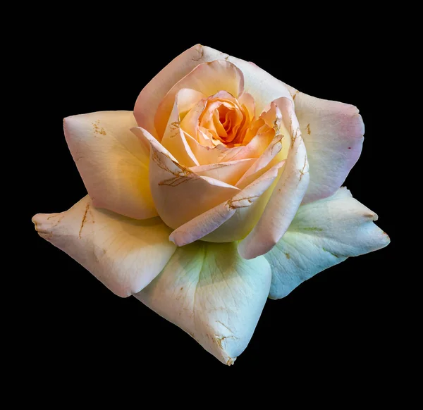 Colorful aged rose blossom macro,black background,fine art — Stock Photo, Image