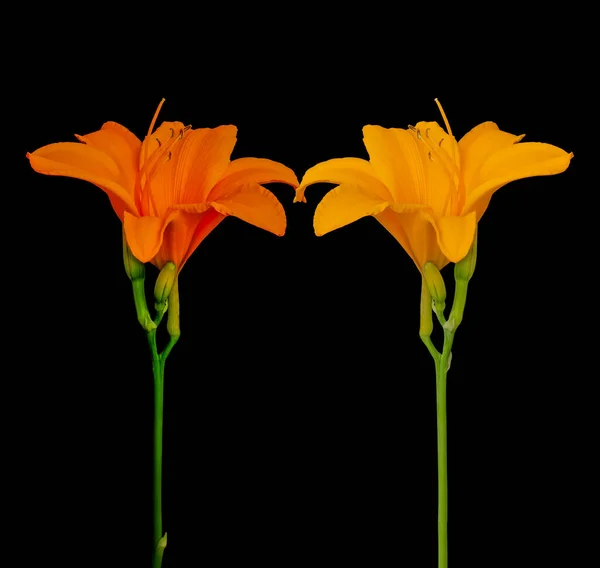 Bir çift yalıtılmış portakal sarısı, günlük çiçekler, yeşil gövde ve tomurcuklar. — Stok fotoğraf
