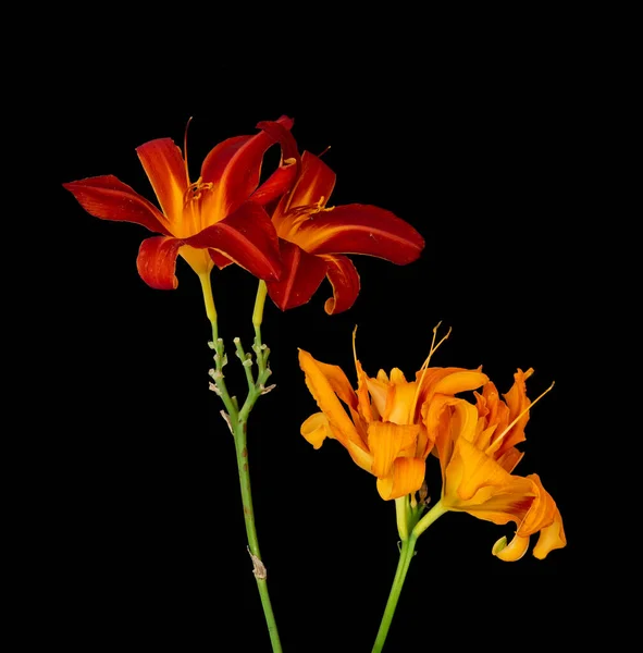 Macro giallastro di due coppie di fiori d'arancio rossi gialli, retro nero — Foto Stock