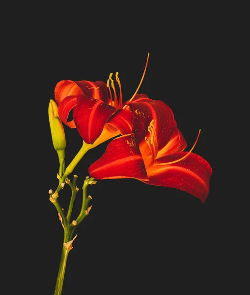 Sarı kırmızı bir çiçeğin günlük renk makrosu ve koyu gri tomurcuklar. — Stok fotoğraf