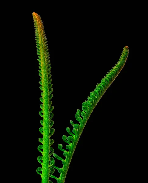 Two young unwinding branches of a cycad,surrealistic macro on black — Stock Photo, Image