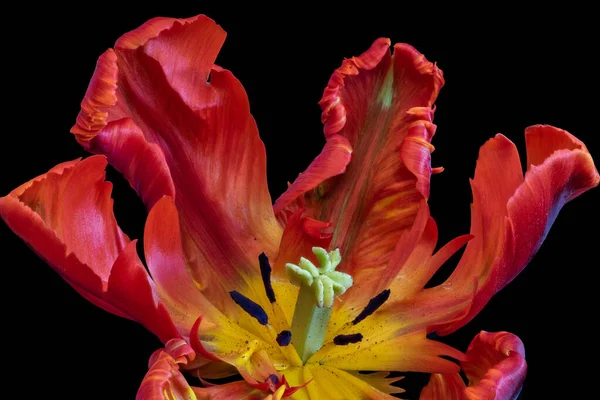 Centro interno di un fiore di tulipano di pappagallo rosso in colori di pop-art su nero — Foto Stock