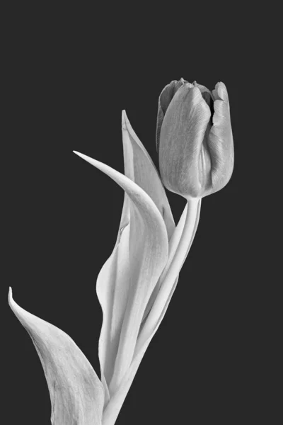 Gri arkaplanda tek renkli kapalı lale çiçeği makrosu — Stok fotoğraf