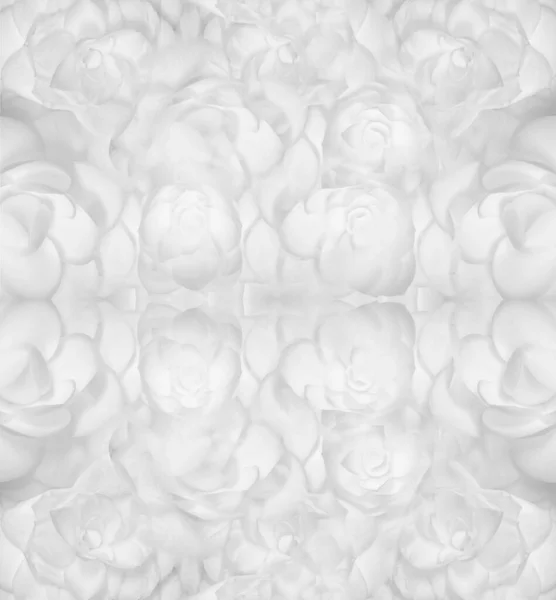 Abstract high key pattern made of white camellia blossoms macro — Stock Photo, Image