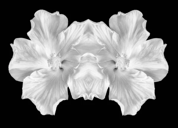 Монохромный цветущий гибискус расплавленная пара макро коллаж на черном — стоковое фото