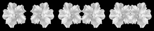 Monochrome hibiscus blossom macro collage,three white bloom pairs