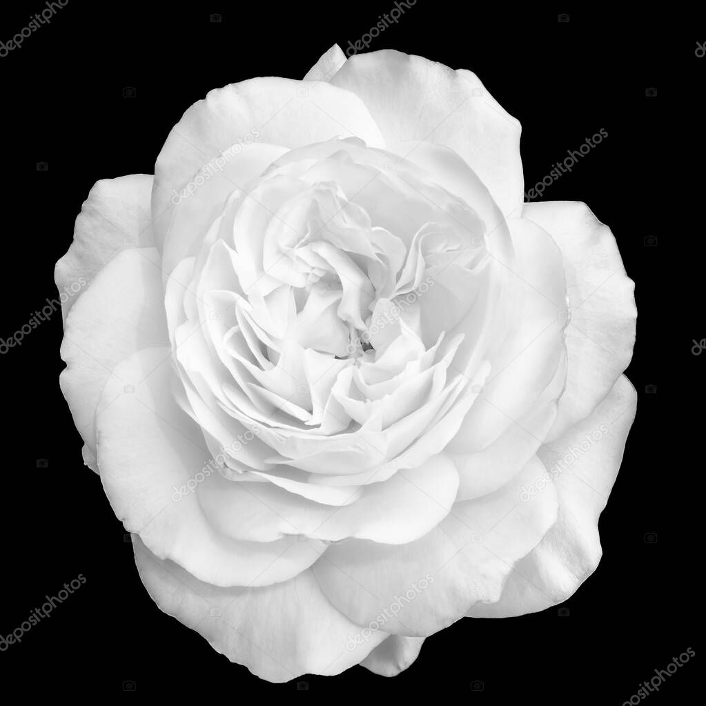 monochrome white rose blossom macro with detailed texture on black