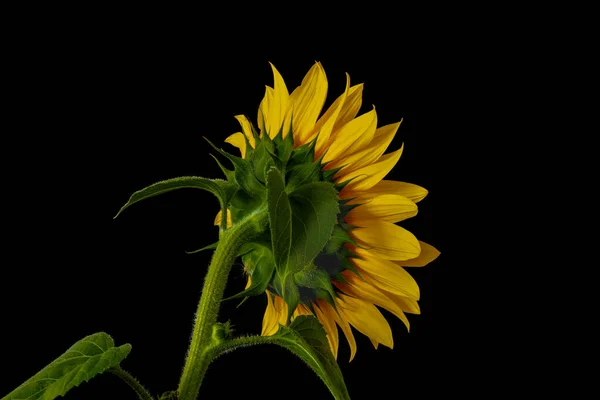Yellow sunflower back side macro, leaves, bud, stem, black background — стоковое фото
