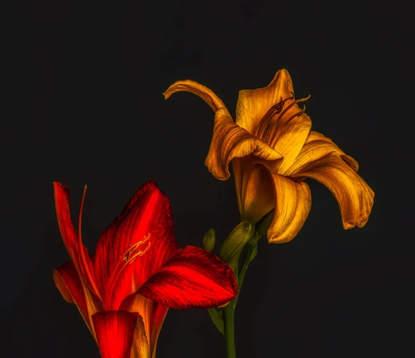 Bir çift kırmızı altın gün çiçekleri makro, siyah arkaplan — Stok fotoğraf
