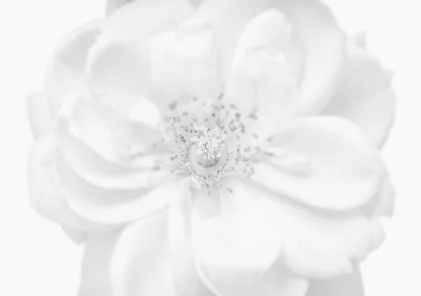 Yüksek anahtar filigran tek renkli parlak izole beyaz gül çiçeği — Stok fotoğraf