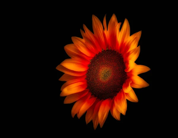 surrealistic fire red glowing sunflower macro on black background