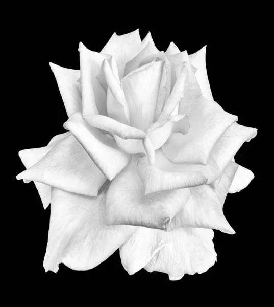 Monochromatyczny kwiat róży makro, czarne tło, sztuka piękna martwa natura — Zdjęcie stockowe