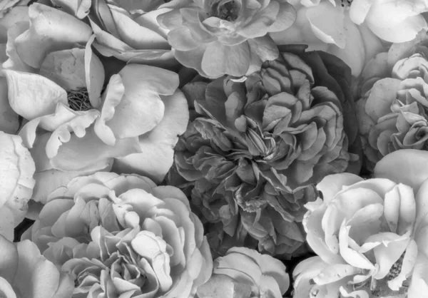 Gül çiçeklerinin tek renkli koleksiyonu, güllerin sembolik yatağı — Stok fotoğraf