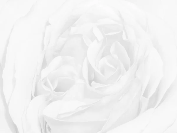 High-key watermerk monochroom heldere geïsoleerde witte roos bloesem — Stockfoto