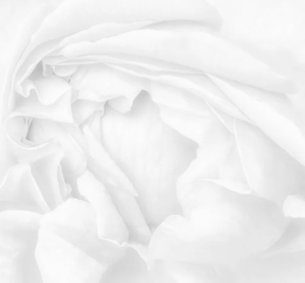 Alto-chave marca d 'água monocromático brilhante isolado flor de rosa branca — Fotografia de Stock