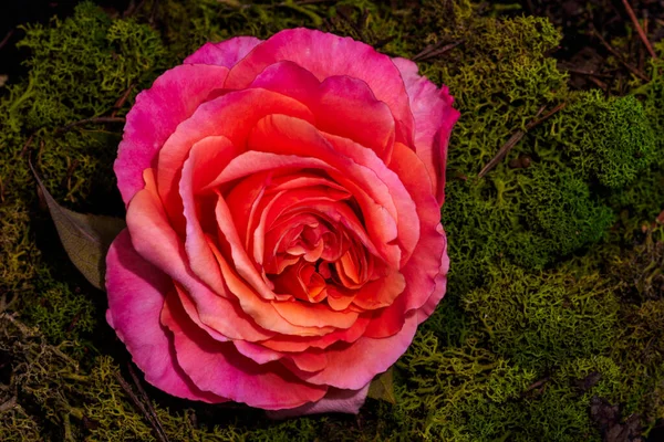 アイスランドの苔の背景に孤立した赤いピンクのバラの花のマクロ — ストック写真