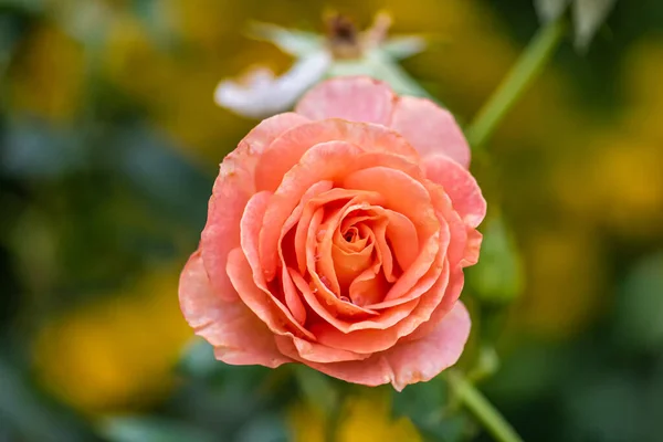 Macro al aire libre de una flor de rosa de naranja de albaricoque con gotas de lluvia — Foto de Stock